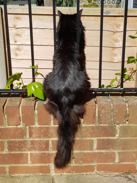 Thug Cat part 2. What, has this thing appeared again tonight?