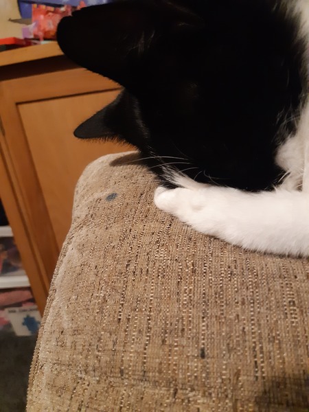 Thank goodness  for my cat