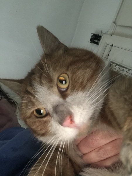 How can I wash my Dolly