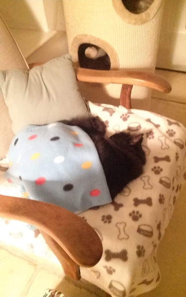 What's your DCat up to today? (Thread 7!)