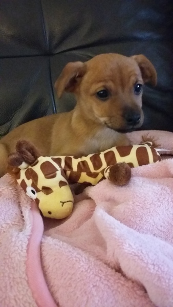Puppy Crying At Night