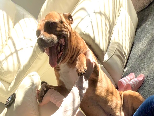 I need some help please. Very overweight foster dog