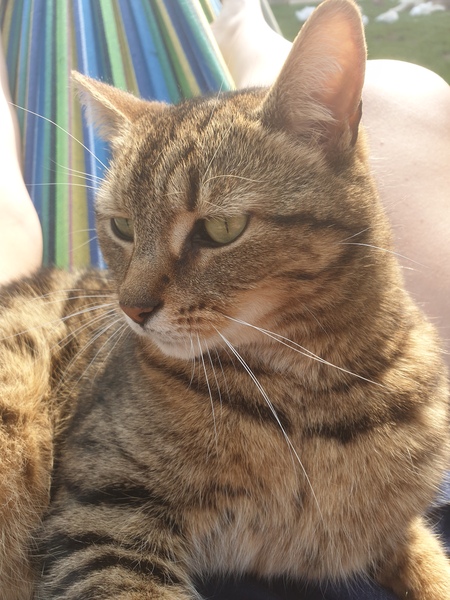 Cats , Flaps and The Clap
