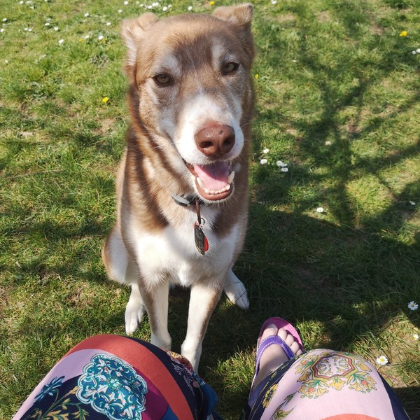 Non dog owners appreciation thread.