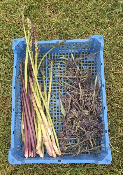 Allotment/Veg Patch Thread 15 - will winter ever end?