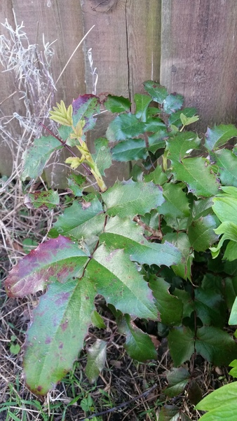 What are these?