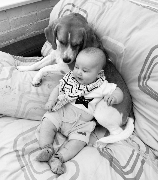 To not want a beagle?