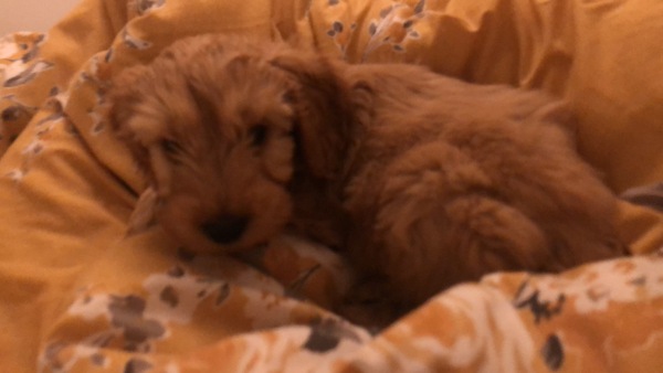 Puppy Survival 2020 - let's talk about something other than Covid-19