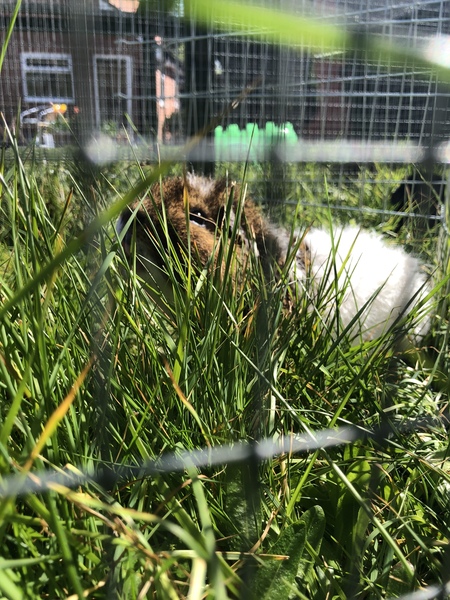 Guinea pig bath day!