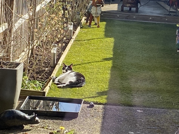 Why do cats do this?