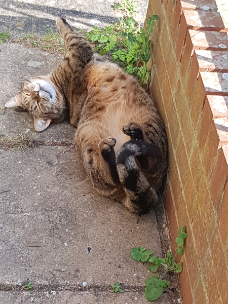 Thug Cat part 2. What, has this thing appeared again tonight?