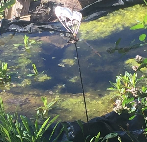 Dirty wildlife pond