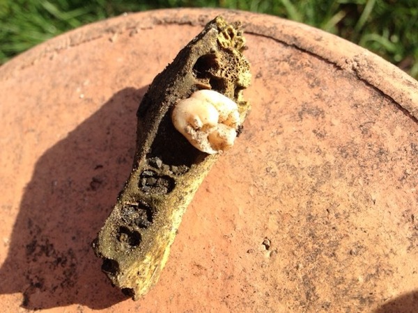What on earth have I found buried in our garden?!
