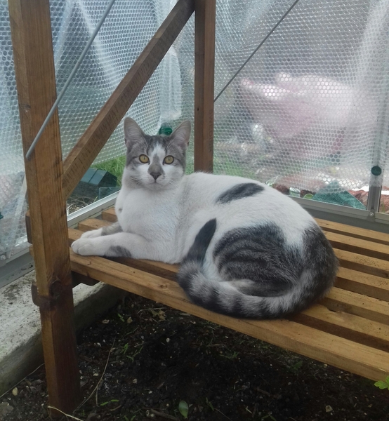 What is your cat called?
