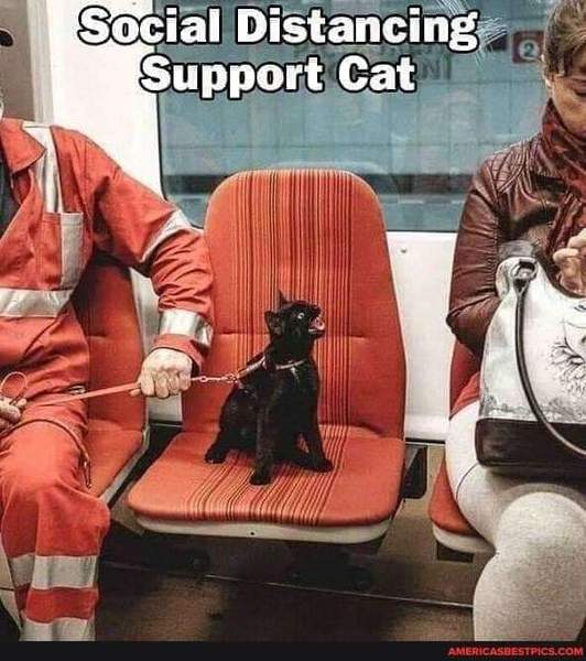 AIBU to ask for your favourite isolation memes?