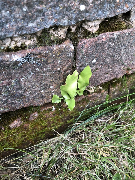 What is the plant growing out of my wall?