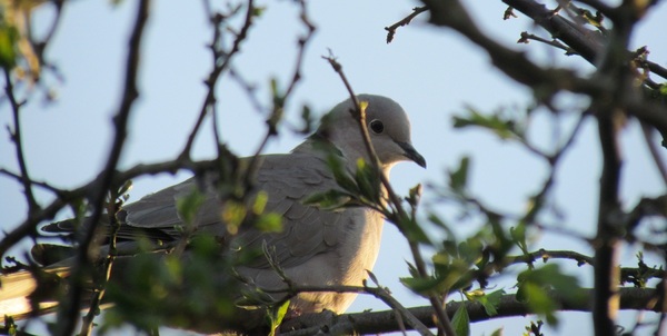 Any Witches Here? Part 11