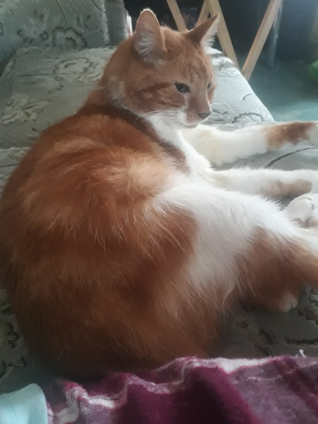 What does your adult cat eat, how often and how much?