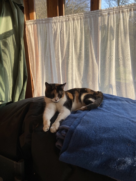Kitten says relax.