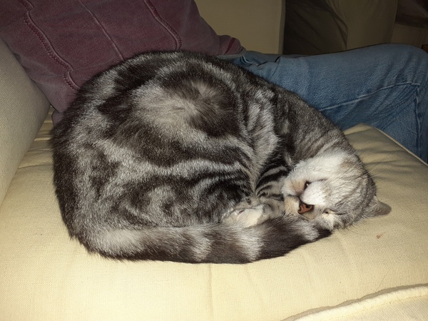 Thank goodness  for my cat