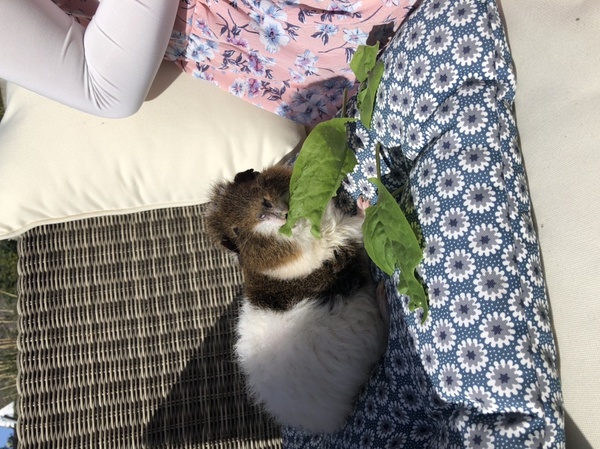 Guinea pig bath day!
