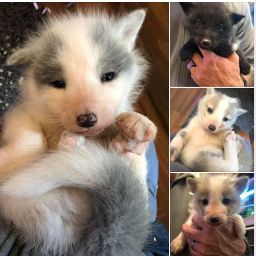 Westministenders: Peak something