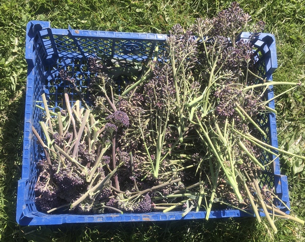 Allotment/Veg Patch Thread 15 - will winter ever end?