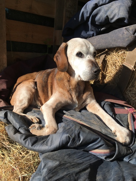 Photos of your dogs to cheer us all up!