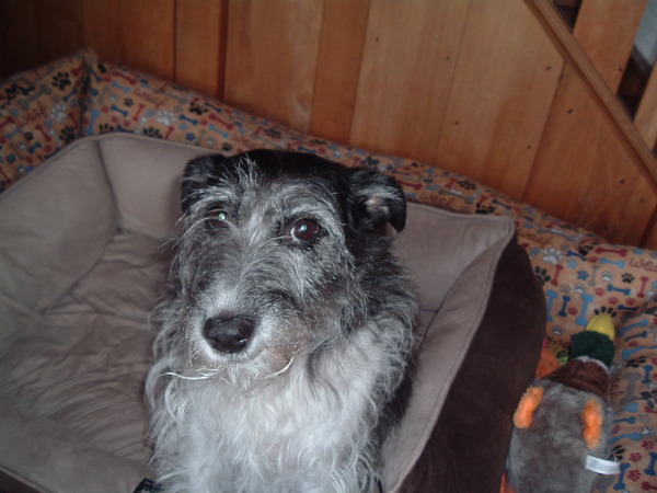 Photos of your dogs to cheer us all up!