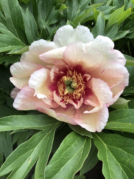 Gardeners World is back!