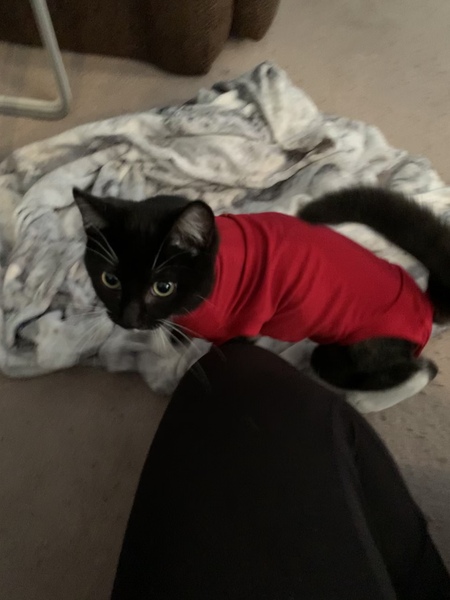 Post surgery cat suit thing