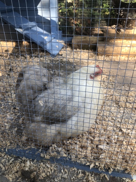 Show me your chicken coops