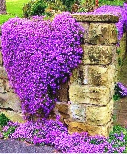 Any idea what I can plant here? (Photo attached)