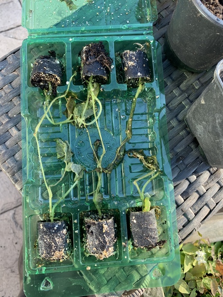 Help! Can I rescue these tiny baby plants? (Pic inc)