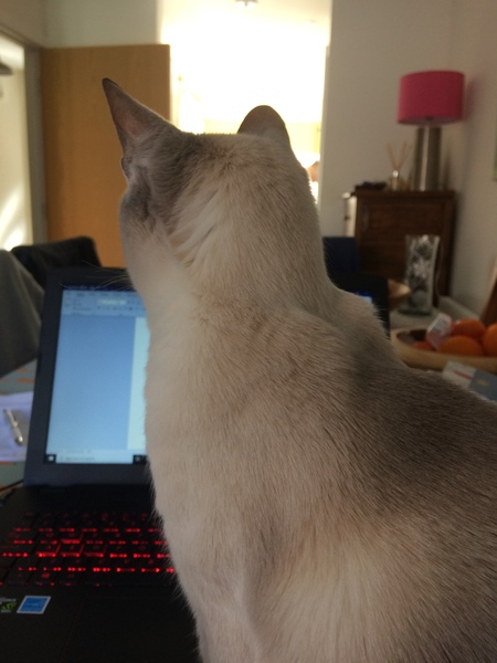 Westministenders: Lockdown continues