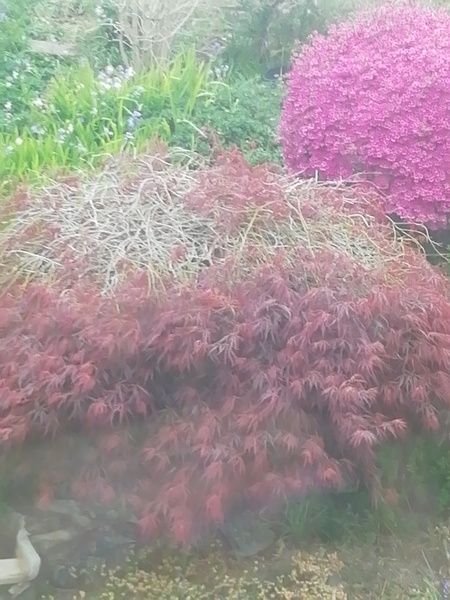 What do I do with my bald acer?