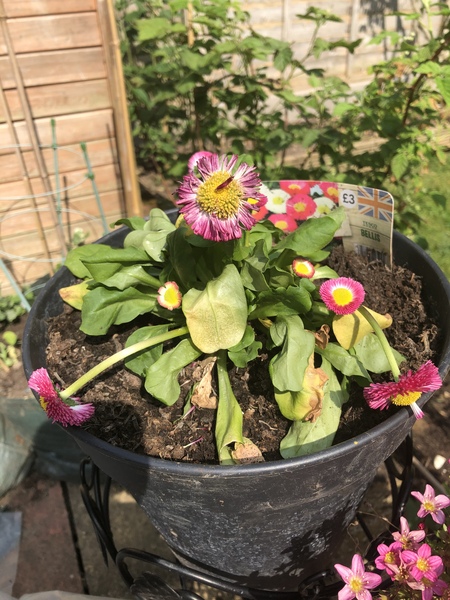 Bellis flowers drooping