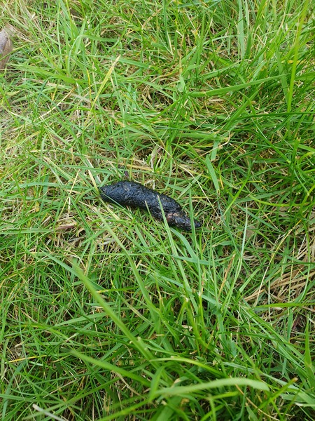 What animal's poo is this? (Warning picture)