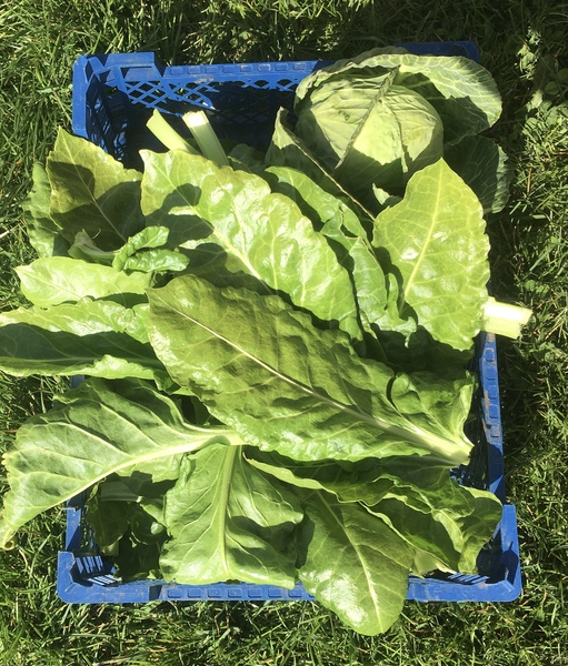Allotment/Veg Patch Thread 15 - will winter ever end?