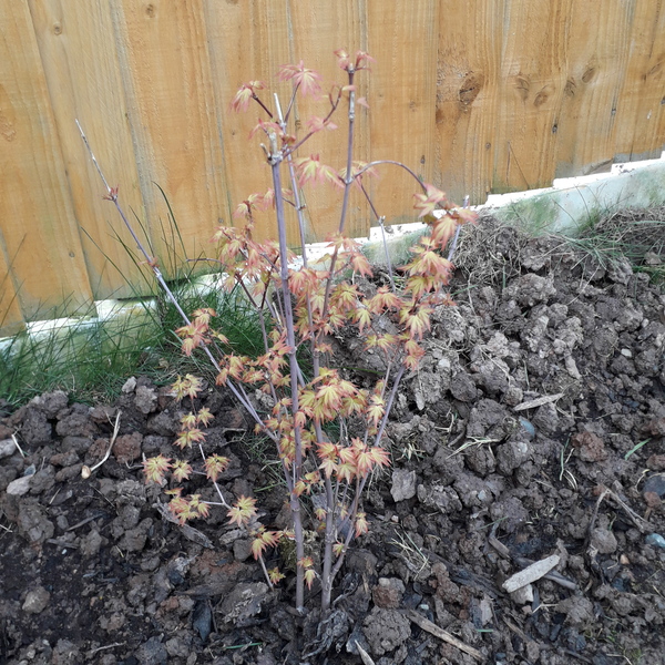 Acer in deep shade