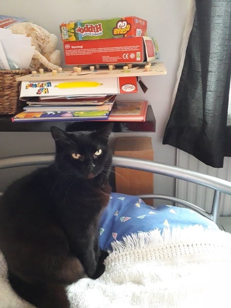What is your cat called?