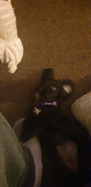 Cats , Flaps and The Clap