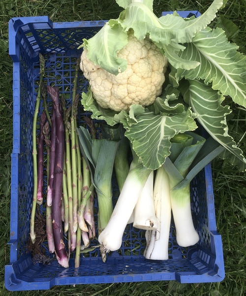 Allotment/Veg Patch Thread 15 - will winter ever end?