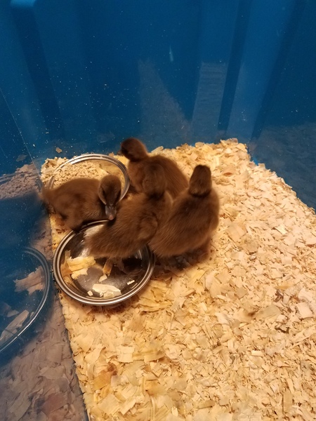Chicks and ducklings