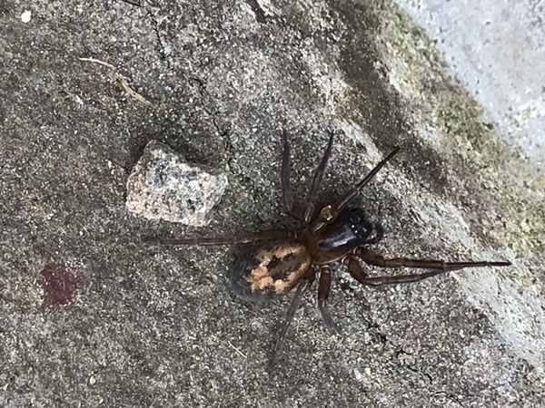 Can anyone identify this spider (widow?) Warning! Photo of spider
