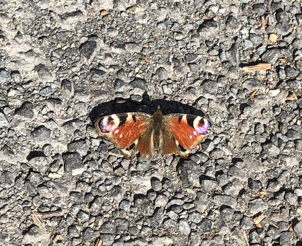 Have you seen any butterflies this spring ?