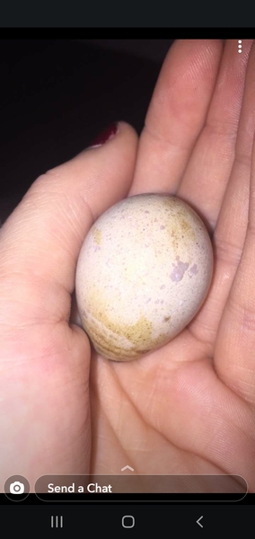 AIBU to ask for your help identifying this egg?