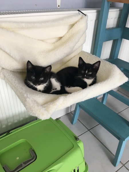 Best age for spaying