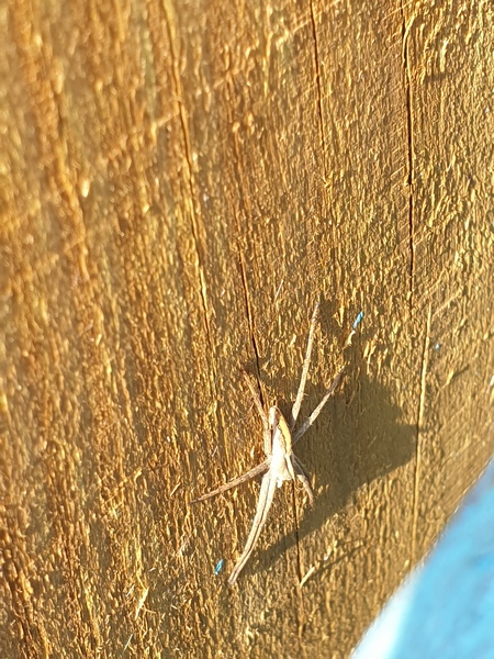 To wonder what this spider is - pic -