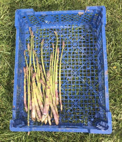 Allotment/Veg Patch Thread 15 - will winter ever end?